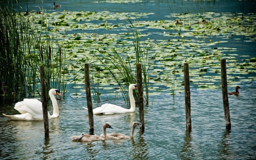 duck greens lake marsh swans wallpaper High-resolution PNG images with transparency wide set