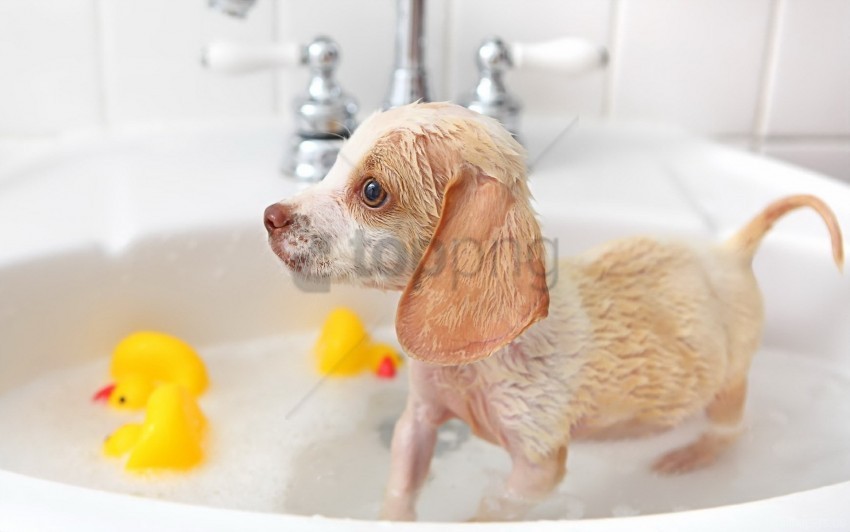 duck look puppy swim wallpaper PNG transparent icons for web design