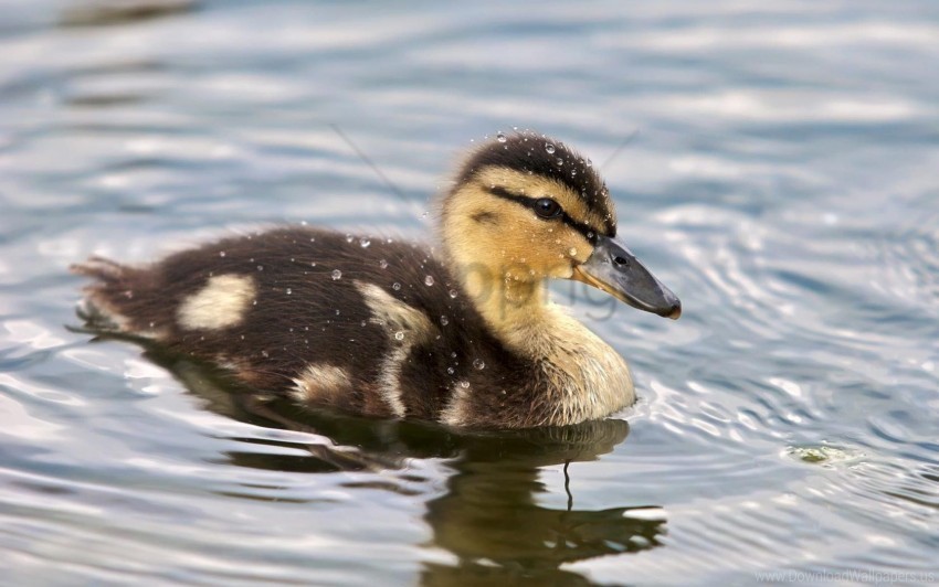duckling spotted swim water wallpaper PNG graphics with alpha channel pack