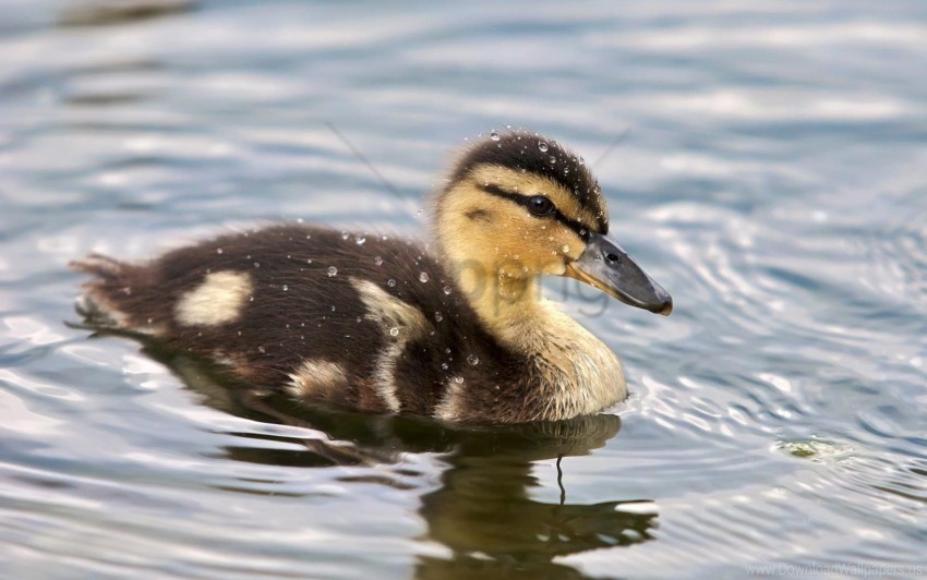 Duckling Spotted Swim Water Wallpaper PNG Graphics With Alpha Channel Pack