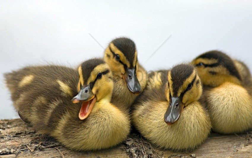 ducklings family lie striped wallpaper PNG files with transparent backdrop