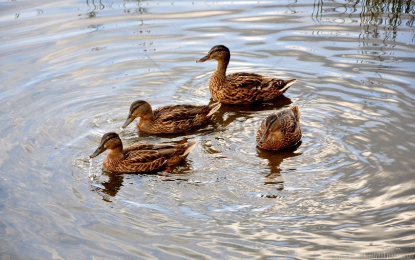 ducks family lake swimming wallpaper PNG files with clear background collection