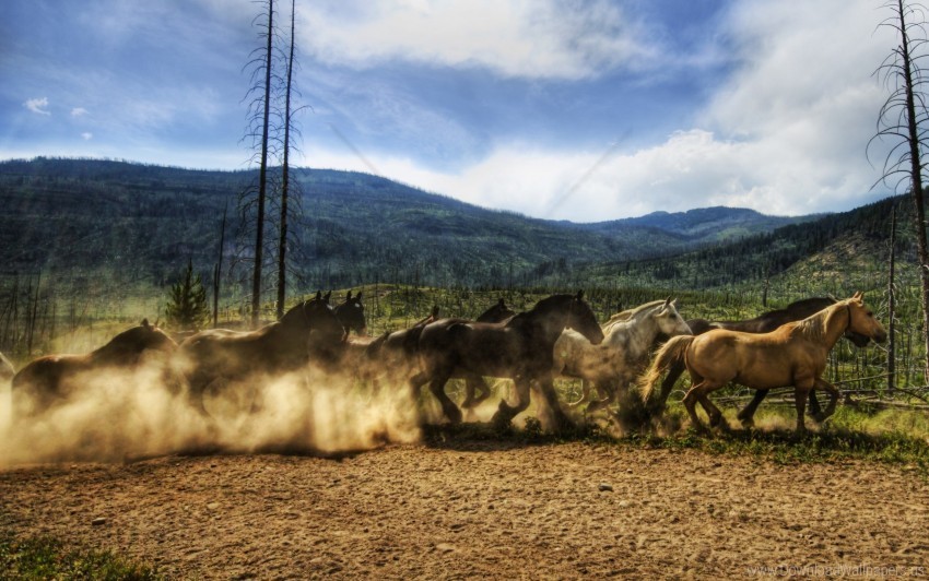 dust herd horse running sky wallpaper Transparent PNG images set