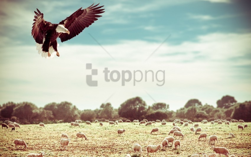 eagle field flight sky wallpaper Isolated Artwork on Transparent Background PNG