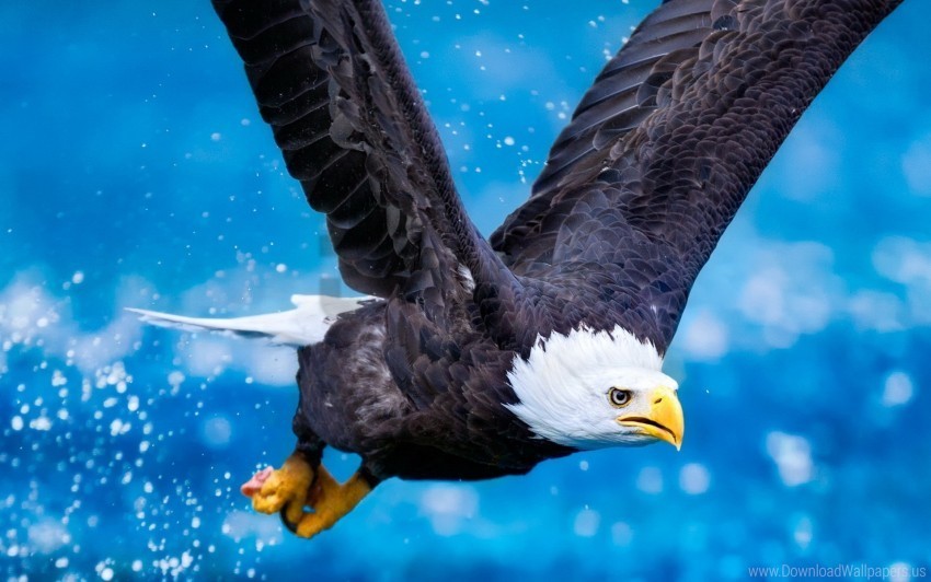 eagle flying predator sky swing wallpaper Transparent PNG graphics complete collection
