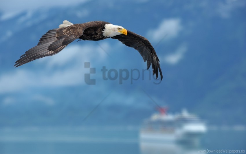 Eagle Flying Sky Wings Wallpaper Free Download PNG Images With Alpha Channel Diversity