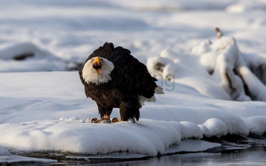 eagle predator snow winter wallpaper Isolated Subject in Clear Transparent PNG