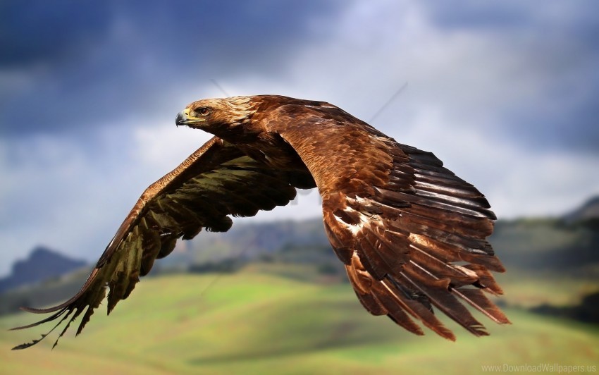 Eagle Wallpaper PNG Graphics For Presentations