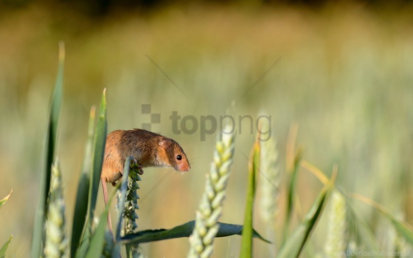 ear field mouse grass rodent wallpaper PNG Image Isolated with Transparent Clarity
