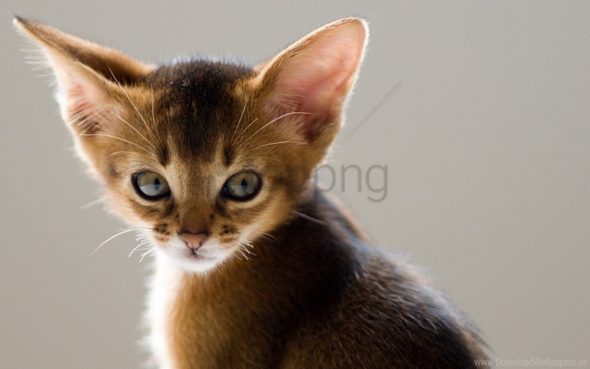 eared face kitten wallpaper Transparent image