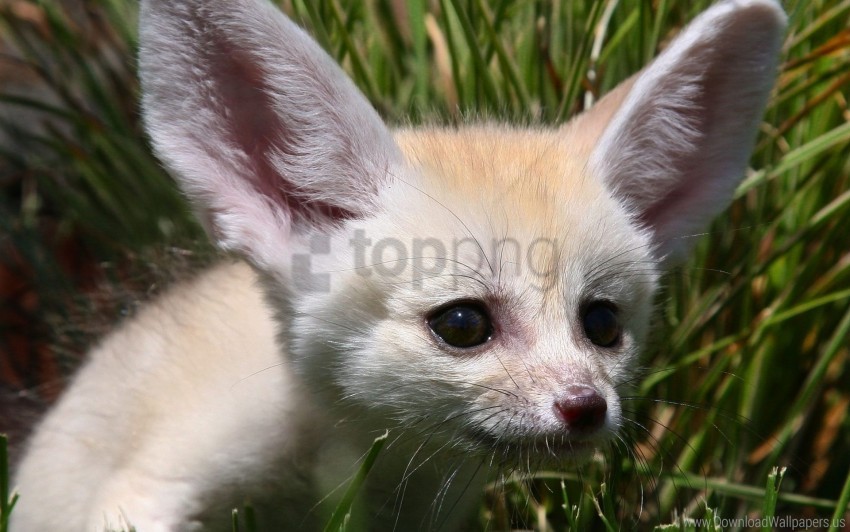 eared fenech fox hide muzzle wallpaper PNG Image Isolated with Transparency
