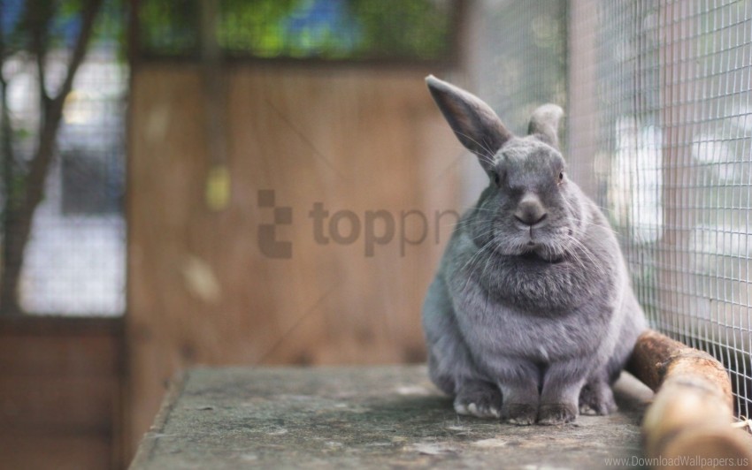 eared in a cage rabbit wallpaper Isolated Item with Transparent Background PNG