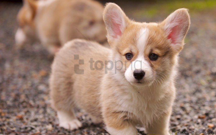 ears eyes grass puppy snout wallpaper PNG images with no attribution