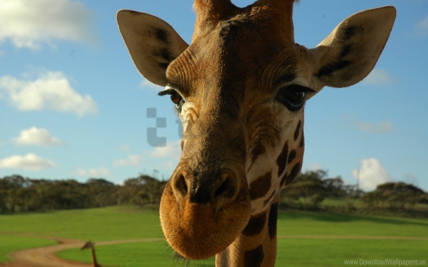ears face giraffe spotted wallpaper PNG files with clear background bulk download
