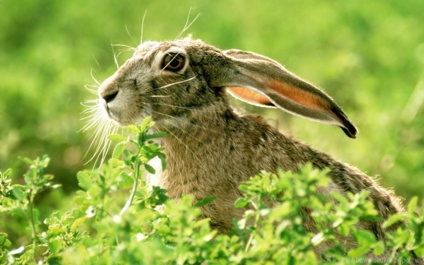 ears face grass light rabbit wallpaper PNG no background free