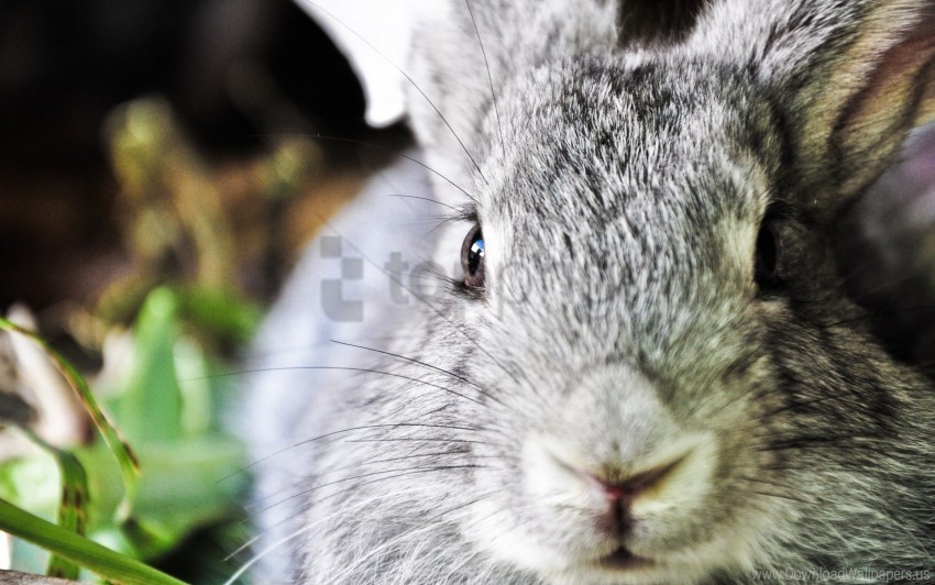 ears face nose rabbit wallpaper PNG transparent graphics bundle