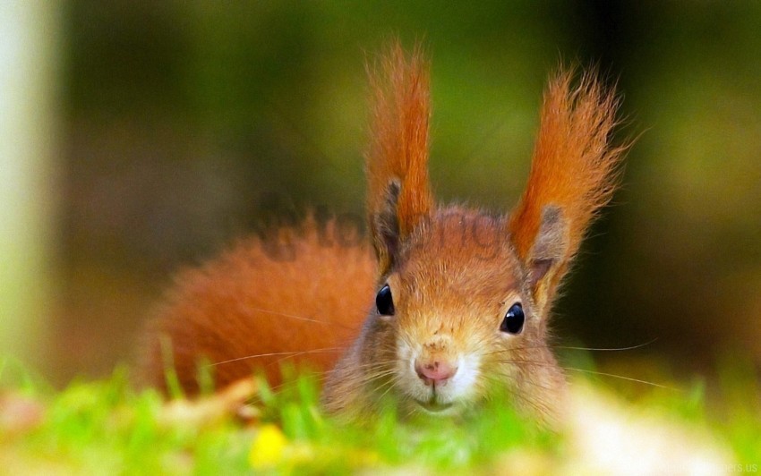 ears fluffy head red squirrel wallpaper PNG with transparent overlay