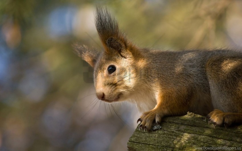 Ears Funny Red Squirrel Wallpaper Transparent PNG Graphics Bulk Assortment