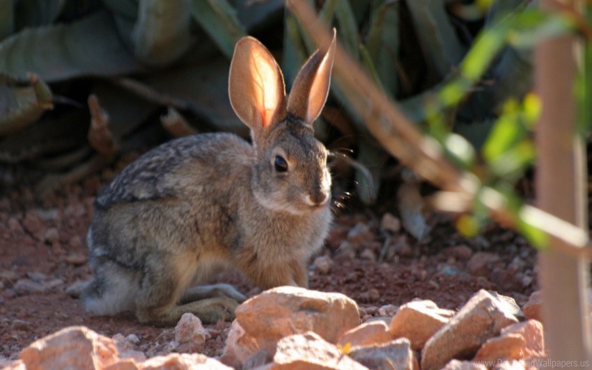 Ears Grass Rabbit Sitting Wallpaper PNG Transparent Designs For Projects