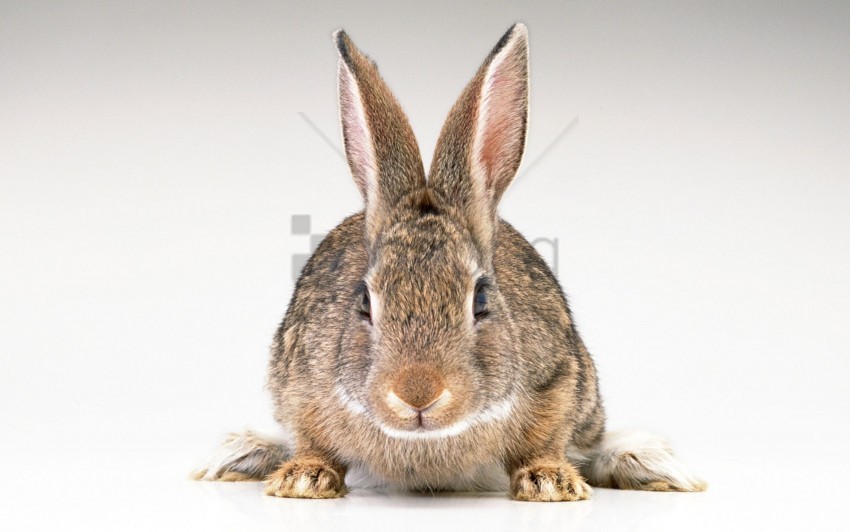 ears hare rabbit wallpaper Transparent design PNG