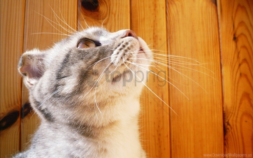 Ears Kitten Muzzle Striped Wallpaper PNG With Clear Background Set