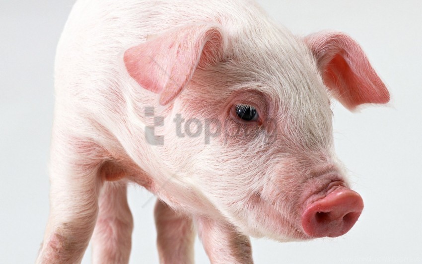 ears muzzle nose pig wallpaper High-quality transparent PNG images comprehensive set