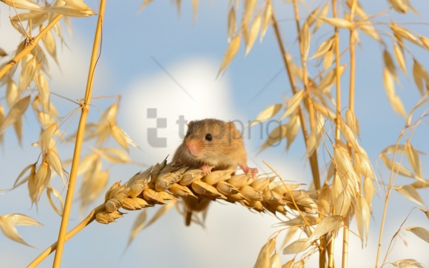 ears of corn eurasian harvest mouse mouse wallpaper Isolated Design Element on PNG