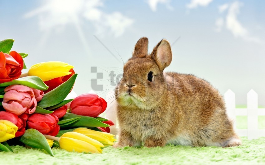 ears rabbits tulips wallpaper PNG transparent photos for design