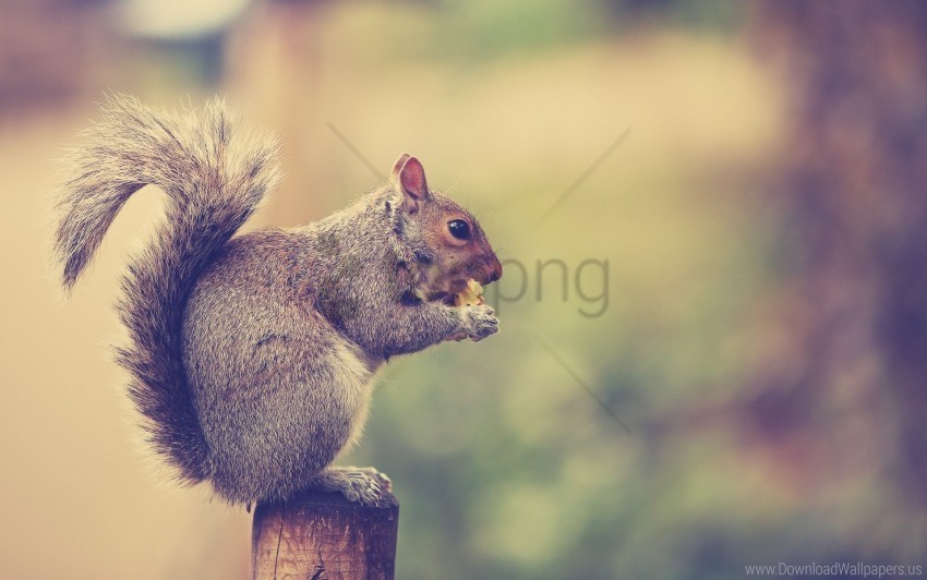 eat sit squirrel tail wallpaper High-resolution PNG images with transparent background