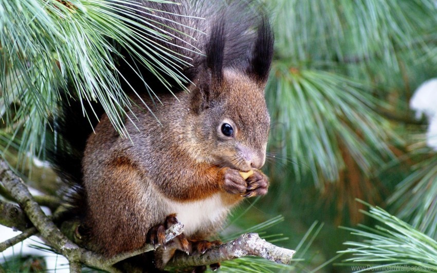eating enthusiasm sitting spruce squirrel tree wallpaper Free PNG images with transparency collection