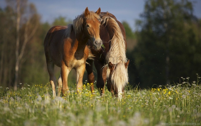 eating grass horses stallion walking wallpaper PNG Image with Clear Background Isolation