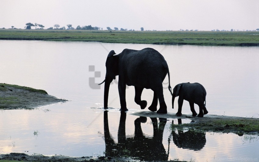 Elephant Shadow Walk Water Wallpaper PNG Transparent Designs