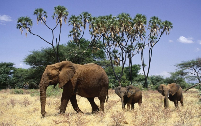 elephants family grass trees walk wallpaper PNG images with transparent layering