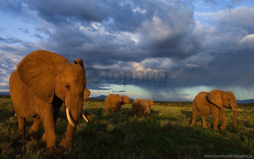 elephants flock grass walk wallpaper PNG Isolated Subject with Transparency