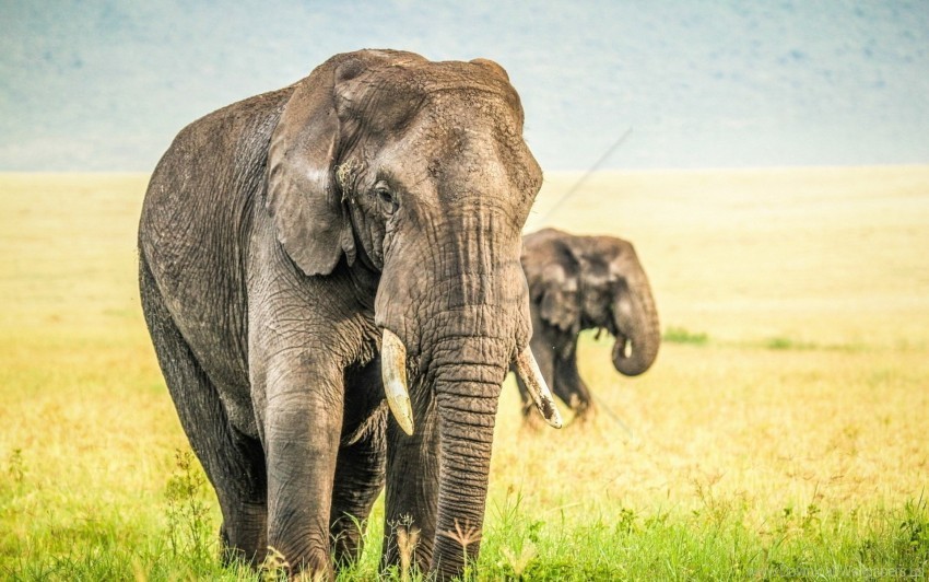 Elephants Grass Nature Sky Wallpaper Clear Background PNG Isolation