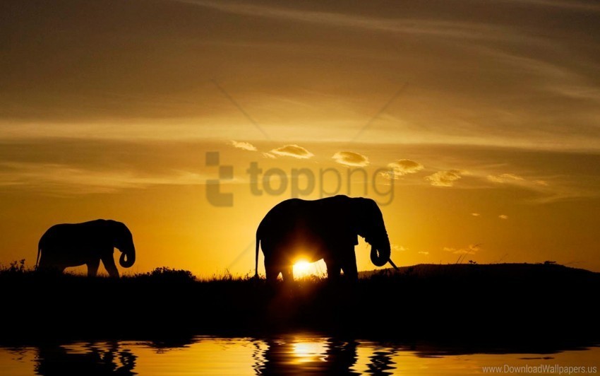 elephants nature silhouette sunset wallpaper Free PNG file