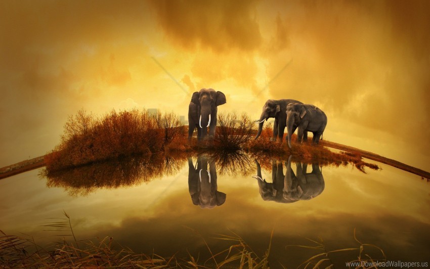 elephants thailand wallpaper PNG images without watermarks