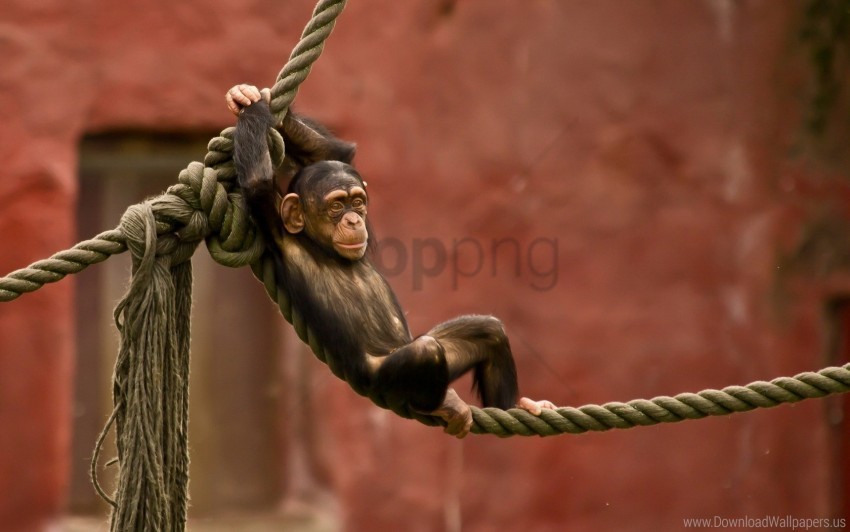 entertainment monkey rope wallpaper Clear Background Isolated PNG Object