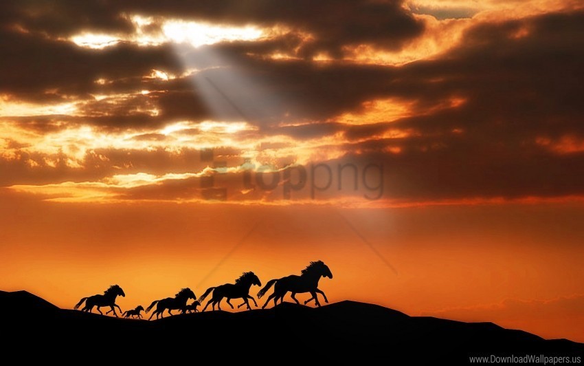 escape herd horse silhouettes sunset wallpaper PNG images for advertising