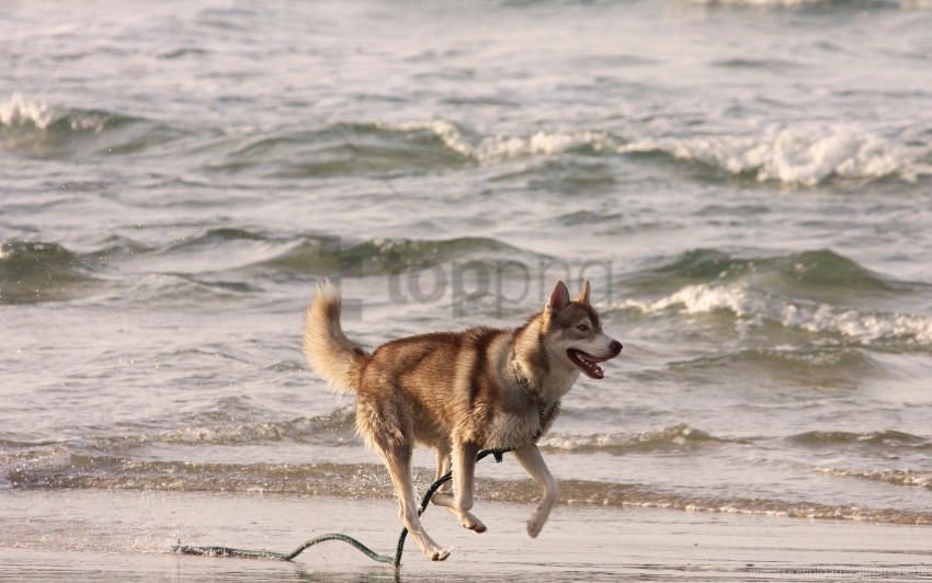 escape husky sea shore wallpaper ClearCut Background Isolated PNG Design