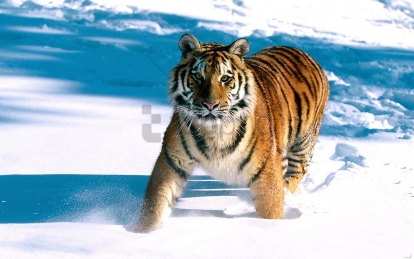 escape predator snow tiger wallpaper PNG images with no limitations