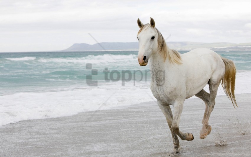 Escape Sand Sea White Horse Wallpaper Transparent Background Isolation Of PNG