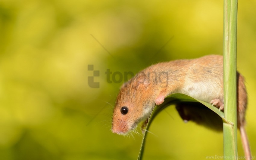 eurasian harvest mouse mouse rodent sheet wallpaper PNG images with transparent elements