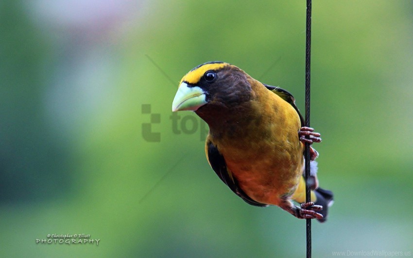 Evening Grosbeak Wallpaper PNG Transparent Images For Websites