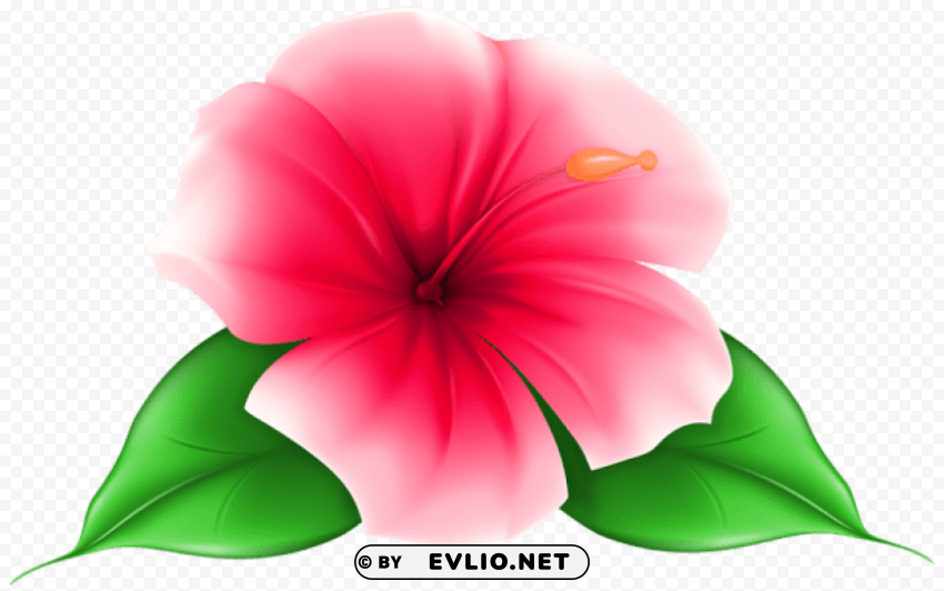 exotic flower PNG images with no royalties