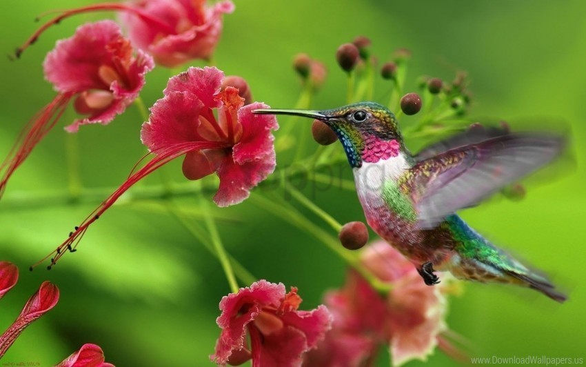 exotic flower hummingbirds swing wallpaper PNG images with alpha channel diverse selection