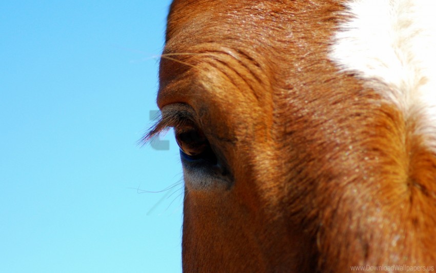 eye horse lashes sky wallpaper Transparent PNG images with high resolution