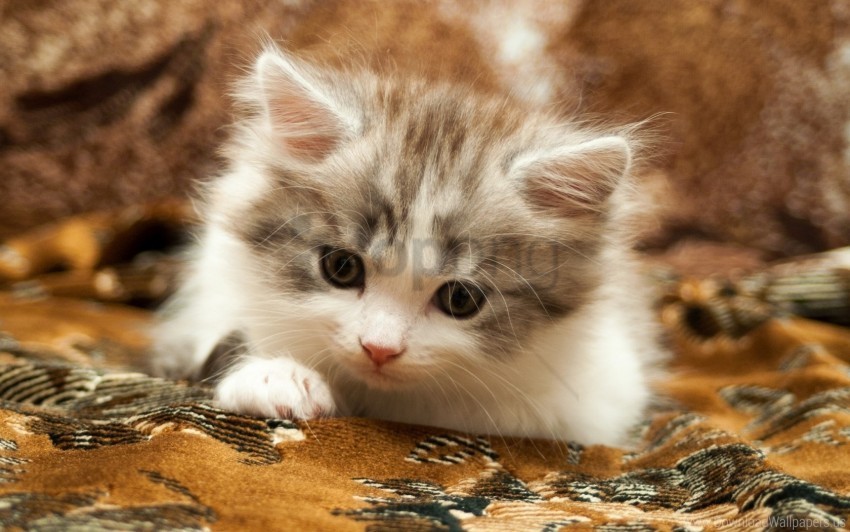 eyes face fluffy kitten wallpaper Isolated Graphic in Transparent PNG Format