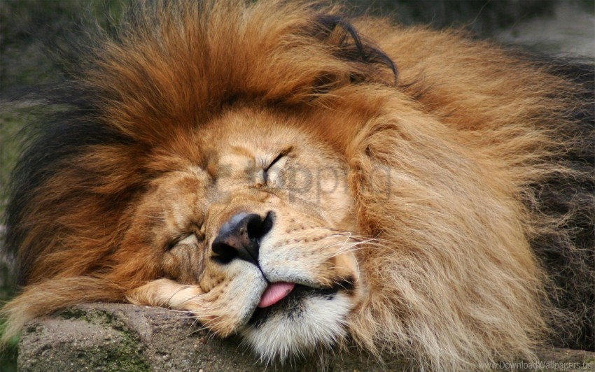 eyes face fur lion mane wallpaper PNG images with no background comprehensive set
