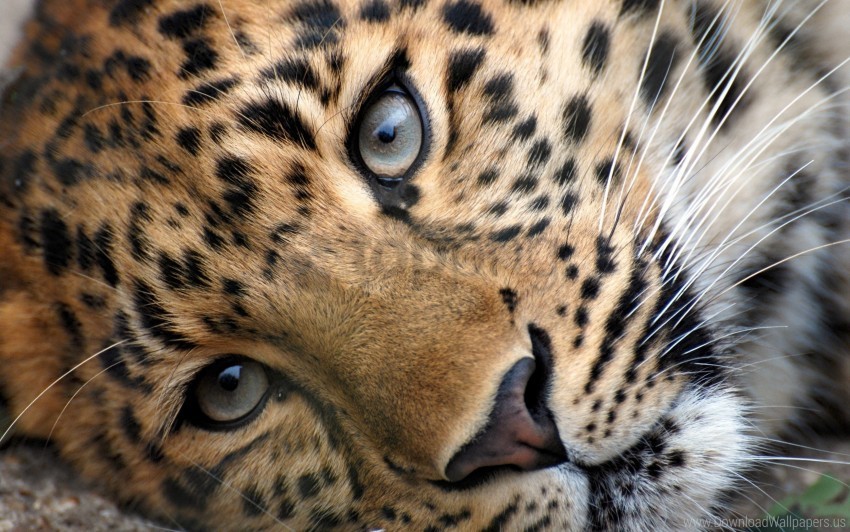 eyes face grass leopard relax wallpaper PNG Image Isolated with Transparent Clarity
